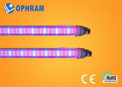China 50Hz/60Hz 230V/240V el espectro completo LED crece las luces para la verdura en venta