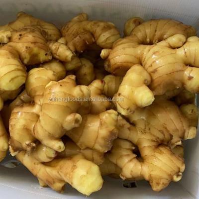 China Fresh New Season Fresh Ginger To Europe From Factory Export for sale