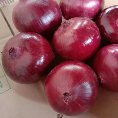 China Fresh fresh red onion with Qatar Sri Lanka onion price for sale