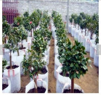 China Eco - Friendly 3 10 Gallon Gardening Grow Bags Nonwoven Aeration Pots Container for sale