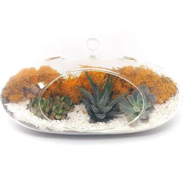 China Handmade Clear Oval Glass Mini Greenhouse for Indoor Plant for sale