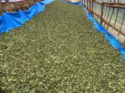 China Sweet Tea Clearing Heat, Moistening Lungs, Generating Saliva and Quenching Thirst, Eliminating Phlegm and Relieving Cough, Clearing Liver and Improving Vision for sale