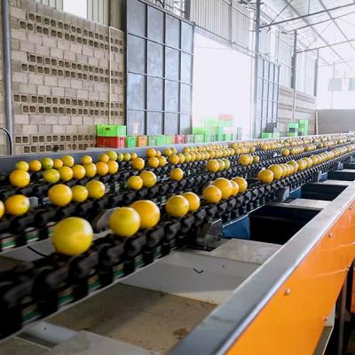 China CE MD Certified Orange Sorting Machine Up To 50 Grades With High Efficiency And Precision Te koop
