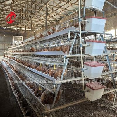 Chine 160 Birds Capacity Chicken Cage 4 Tier With Video Installation Provided Poultry Cages Emily Wang à vendre