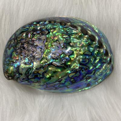 China Europe Factory Direct Sale 12~14cm Abalone Ear Pendant Shell DIY Wall Decoration Heterosexual Jewelry Pendant Natural for sale