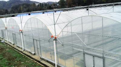 China Hanging System Tomato Plant Greenhouse Cover Material Plastic Film 0.12 / 0.15 / 0.20mm for sale