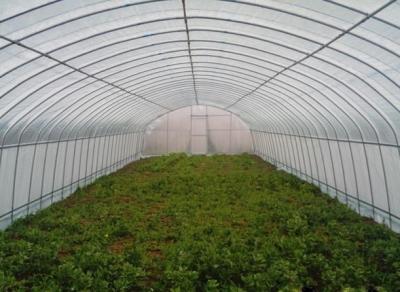 China Galvanized Steel Hoop Style Greenhouse , Vegetable Pe Film Greenhouse Side Height 1 / 2m for sale