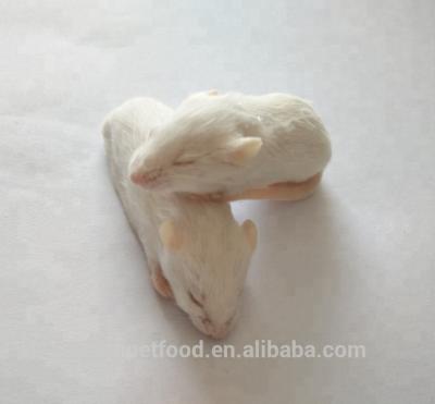 China Frozen Young Breed Farm Mice And Rats In Hopper Viable Scrambled Weaning For Animal Use All Sizes Available for sale