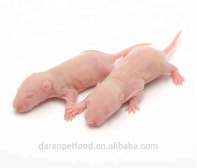 China Viable Nutritious Frozen Pinkish 1-3g Mice For Reptiles Pet Food for sale