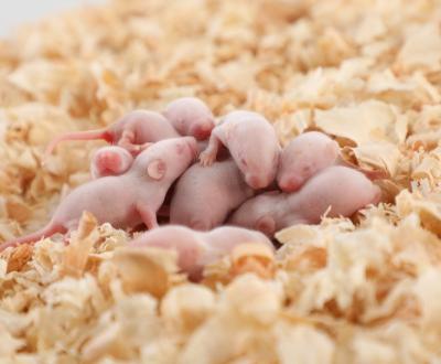 China Viable Frozen Mouse Fuzzy Hopper Little Pinkie Reptile Food Jumbo Sizes Available for sale