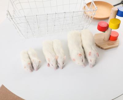 China Daren Fucheng Frozen Hopper Weanling Viable Mice For Snake Turtle Reptile Birds Of Prey for sale