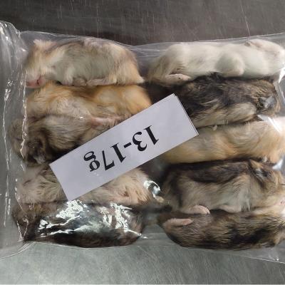 China 13-17g 18-25g Viable Frozen Feeder Hamster For Snake Of Prey Birds Available for sale