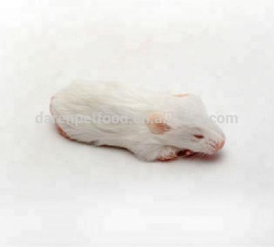 China Sustainable Farm Breed Eco-Friendly Frozen Bit Weaned Rats For Reptile Pet Food for sale
