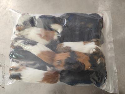 China Viable frozen feeder guinea pigs for snake of prey birds for sale