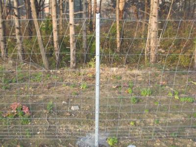 Cina Recinto Panels For Deer del bestiame del campo di HGMT 1.8m in vendita