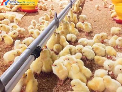 China Large Poultry Farm Building Structure Customized Steel Chicken Shed for sale
