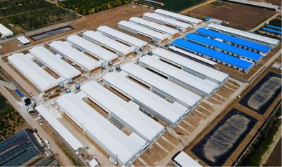 China Modern Steel Poultry House Chicken Egg Collection System For Laying Hen for sale