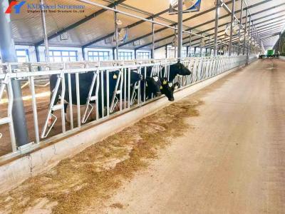 China Steel Cattle Sheds Easy Install Prefabricated Cow Farm Building for sale