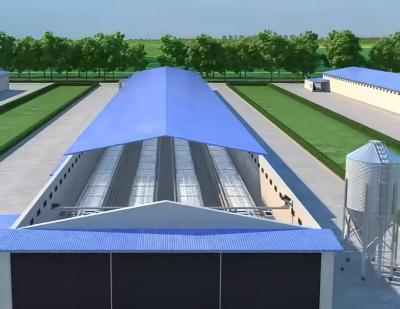 China Automatic Poultry Broiler House Steel Structure Chicken Poultry Farm Equipment for sale