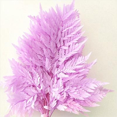 China 2020 Popular Natural Touch Ins Best Preserved Fern For Home Decoration for sale