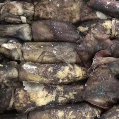 China NATURE Hot Selling Black Squid With High Quality Squid / Indian Ocean for sale
