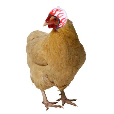 China Small Animals Wholesale Shockproof Bird Hat Headgear Poultry Accessories Helmet Funny Compact Pet Helmet for sale