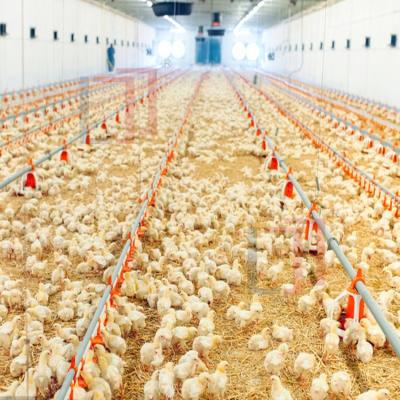China Lichte lage kosten staal raam huis, prefab staal raam boerderij gebouw Te koop
