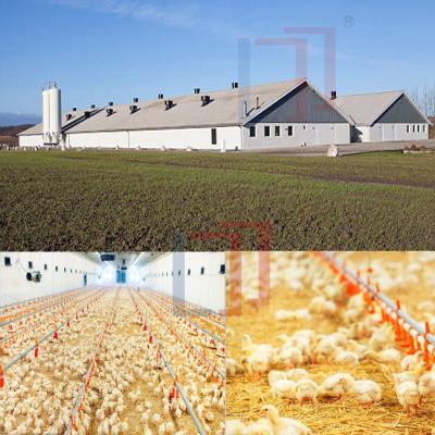 China Economisch licht staalconstructie kippenhuis, prefab landbouwgebouwen Te koop