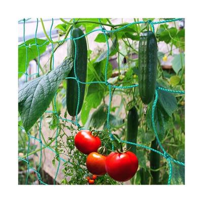China Flower Gardening Plastic Plant Climbing Net Mesh Support Net HDPE/Nylon en venta