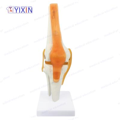 China Detailed Anatomy Structures Human Skeletal Knee Joint Model With Ligament Function Model For Medical Study for sale