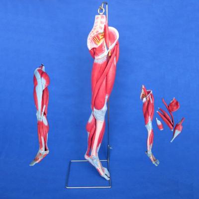 China Detailed anatomy structures hanging type leg, vessels, nerves and muscle anatomy model for sale