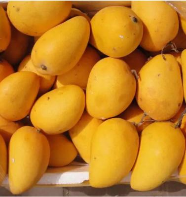 China Easy Operate Electric Mango Juice Production Line 2.2KW - 4KW à venda