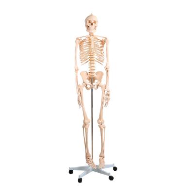 China Metal Stand And Bottom Rolls 180cm PVC Material Human Skeleton Model For Teaching for sale
