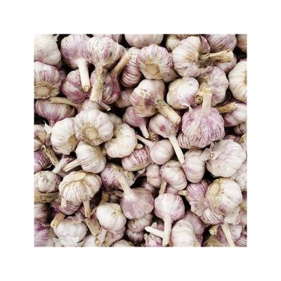 China Quality Unique Pure Natural White Garlic 13Percent Moisture Fresh Guaranteed Red Garlic In China for sale