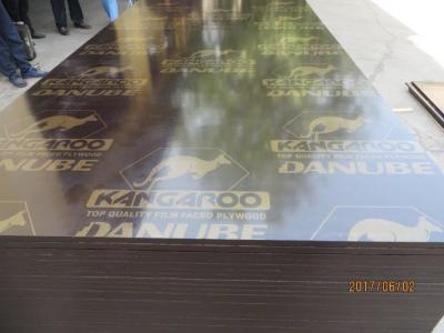 China KANGAROO BRAND FILM FACED PLYWOOD, POPLAR CORE, WBP MELAMINE GLUE, BROWN PRINTED FILM for sale