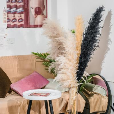 China 2022 Amazon Best Selling Pampas Grass Natural White Black High Quality Custom Home Decoration Wedding Party Decoration Amazon Best Selling Pampas Grass for sale