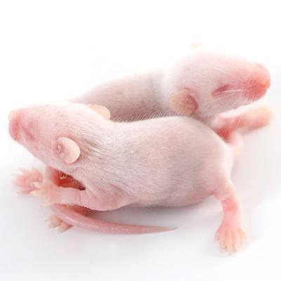China Kleine, mittlere, auftaubende Schlangenfutter, Pinkies, gefrorene Maus zu verkaufen