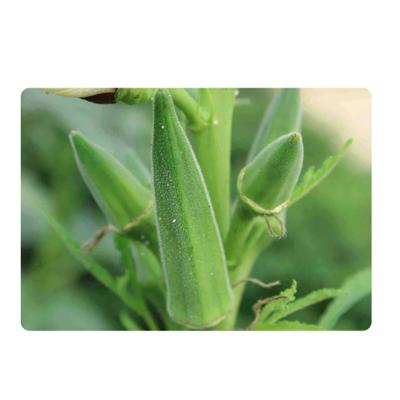 China All fast food to prepare Vegetable Okra Chips In Powder of limited time special offer for sale
