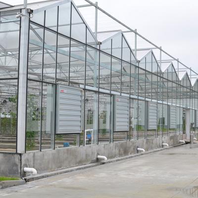 Κίνα Γεωργικό Μεγάλο τούνελ Custom Venlo Multi-span Tempered Glass θερμοκήπιο προς πώληση