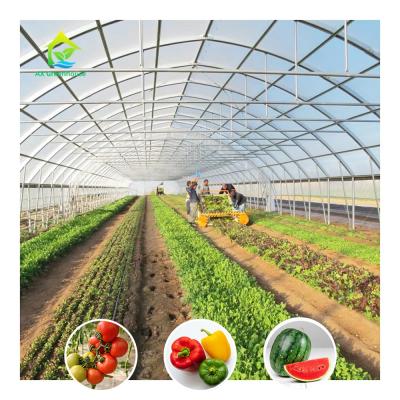 China Economical Low Cost Plastic Film Single-span Poly Tunnel Galvanized Greenhouse Tent for sale