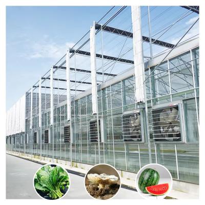 China Casas de vidro com várias faixas e vitrines agrícolas à venda