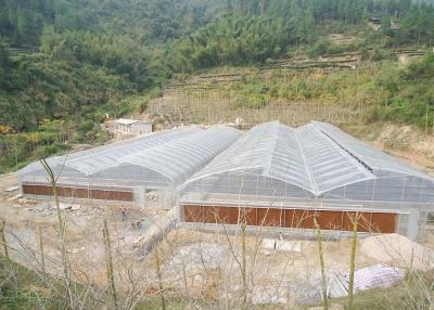 China Tomato And Strawberry Greenhouse Turnkey Project for sale