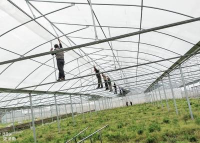 China Custom Growers Solution Commercial Polytunnel Plastic Greenhouse For Island Countries zu verkaufen