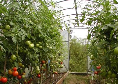 Chine Facilité d'installation Jardinage en poly-tunnel pour les légumes / fleurs qui poussent ou sement à vendre