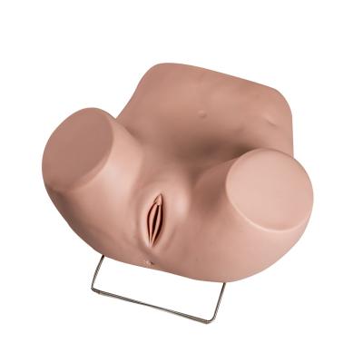 Chine Modèle gynécologique With Replacement Cervicals d'examen de PVC à vendre