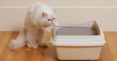 中国 効果的においを消す 猫のゴミ粉 25kg 便利 販売のため