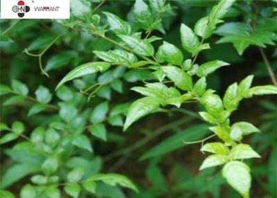 China Anti Alcohol Intoxication Fine Powder Vine Leaf Extract for sale