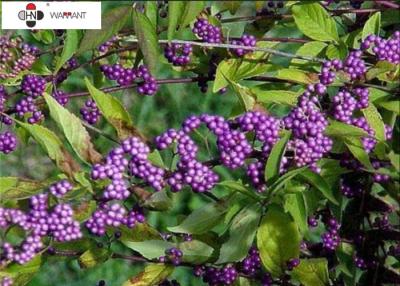 China Callicarpa nudiflora Extract 2.5% Ursolic Acid ,20-30% Total flavones Herb Extract Powder for sale