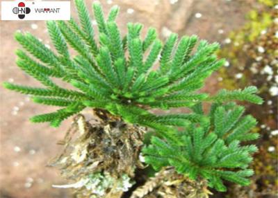 China 1% amentoflavone ,AMF Selaginella Tamariscina Extract,cosmetics GMP skin care for sale