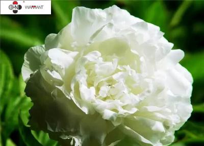 China 40%-50% Paeoniflorin Paeonia Lactiflora Extract for sale